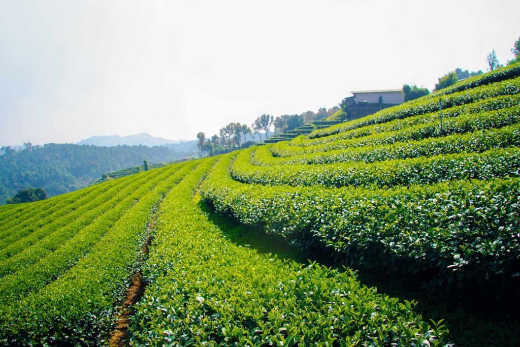 Tea Plantation, Chiang Rai