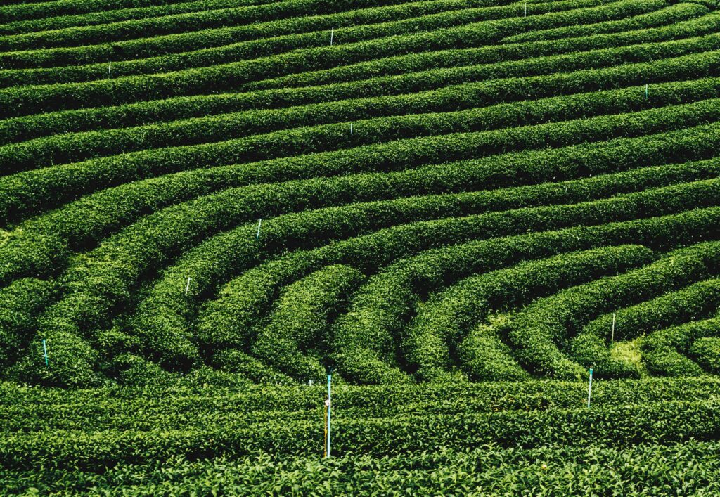 Tea Plantation, Chiang Rai