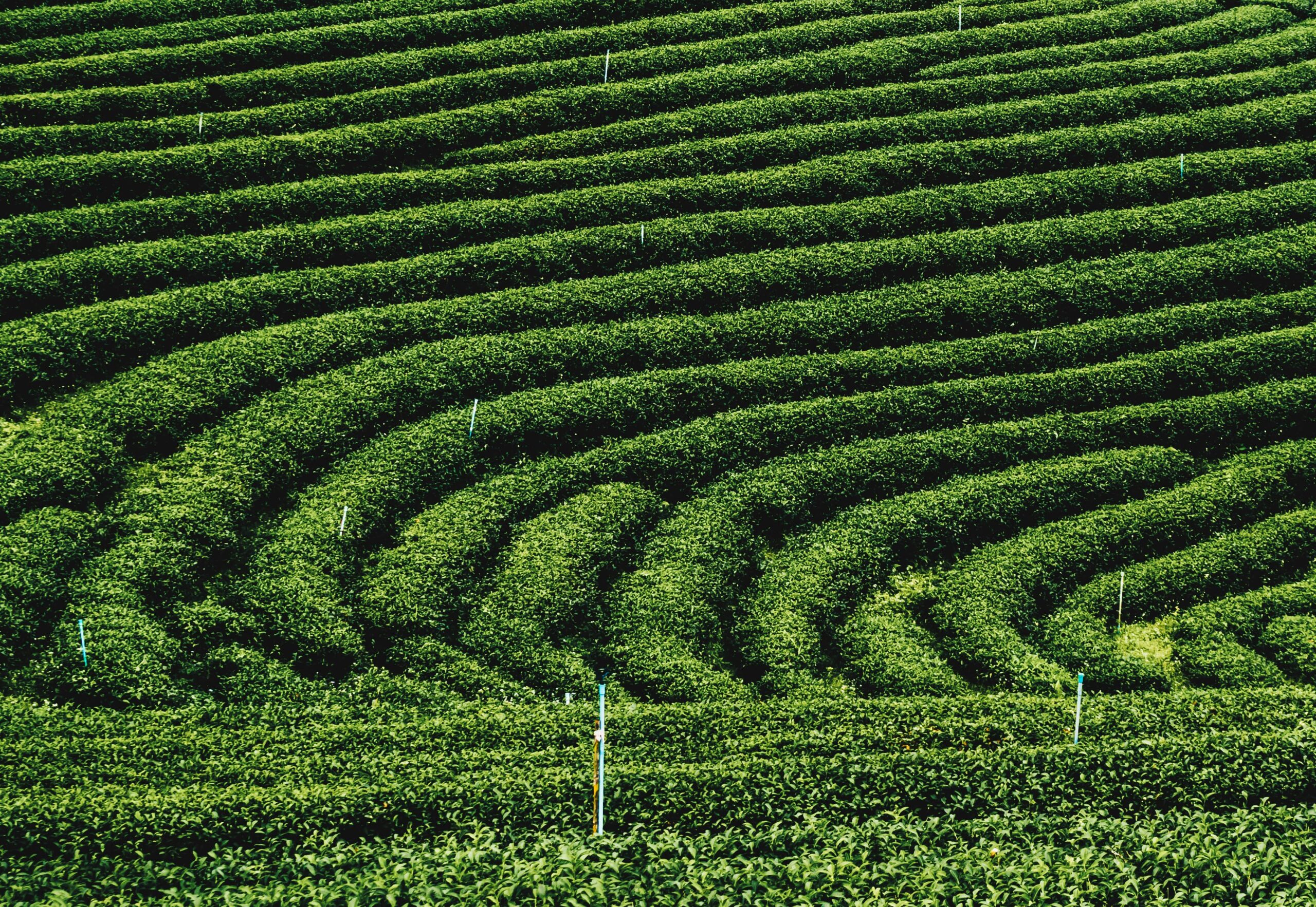 Tea Plantation, Chiang Rai